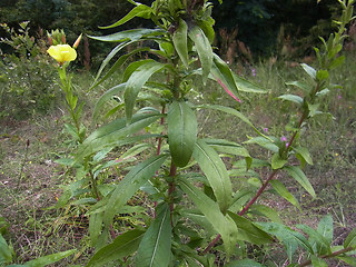 Oenothera coloratissima