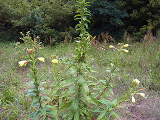 Oenothera coloratissima