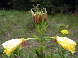 Oenothera coloratissima