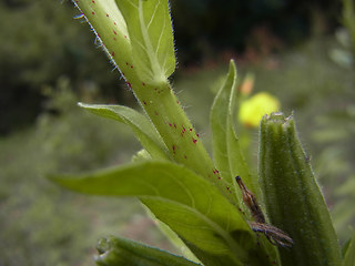 Oenothera coloratissima