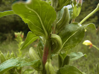 Oenothera coloratissima