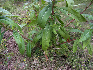 Oenothera coloratissima