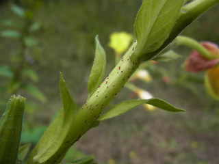 Oenothera coloratissima