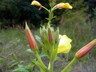 Oenothera coloratissima