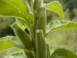 Oenothera coloratissima