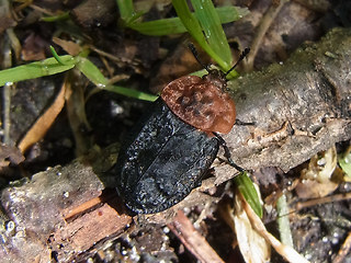 Oiceoptoma thoracica