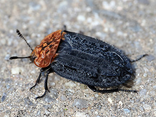 Oiceoptoma thoracica