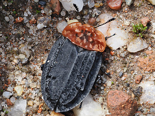 Oiceoptoma thoracica