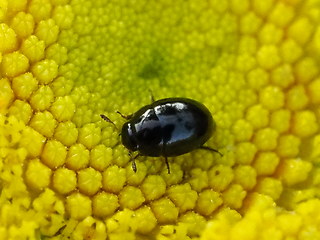 Olibrus millefolii