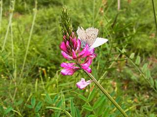 Onobrychis viciifolia