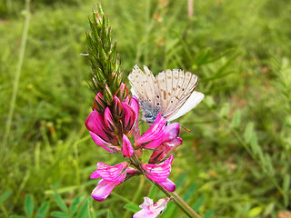 Onobrychis viciifolia