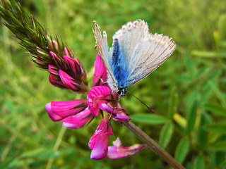 Onobrychis viciifolia