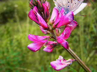 Onobrychis viciifolia