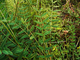 Onobrychis viciifolia