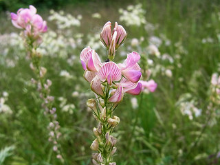 Onobrychis viciifolia