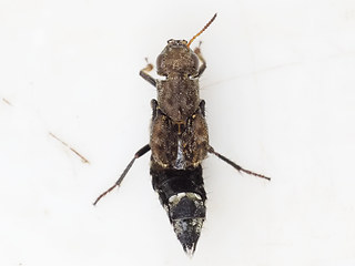 Ontholestes murinus