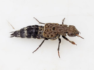 Ontholestes murinus