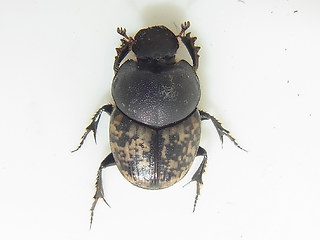 Onthophagus fracticornis