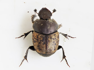 Onthophagus fracticornis