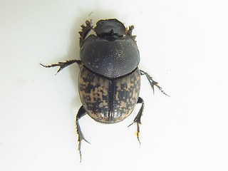 Onthophagus nuchicornis
