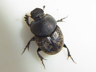 Onthophagus nuchicornis