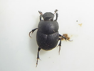 Onthophagus ovatus- joannae