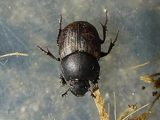 Onthophagus similis