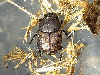 Onthophagus similis