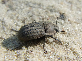 Opatrum sabulosum