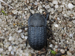 Opatrum sabulosum