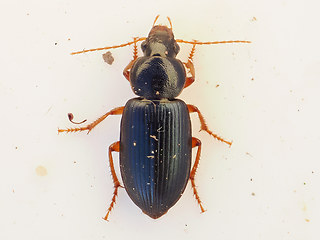 Ophonus ardosiacus