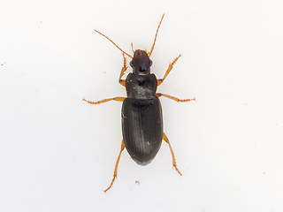 Ophonus puncticeps