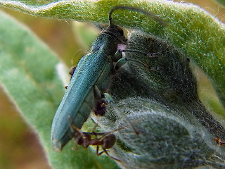 Opsilia coerulescens