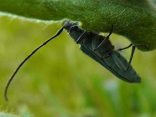 Opsilia coerulescens