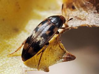 orchesia_undulata