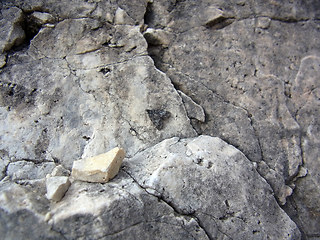Orenaia alpestralis