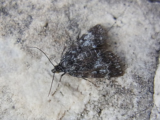 Orenaia alpestralis