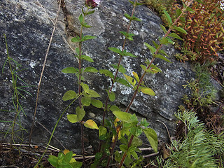 Origanum vulgare