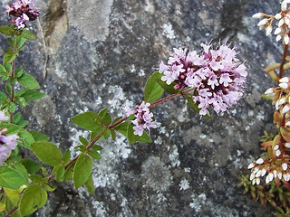 Origanum vulgare