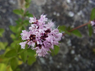 Origanum vulgare