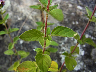 Origanum vulgare