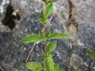 Origanum vulgare