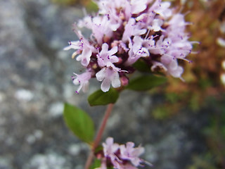 Origanum vulgare