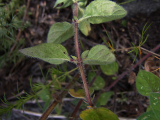 Origanum vulgare