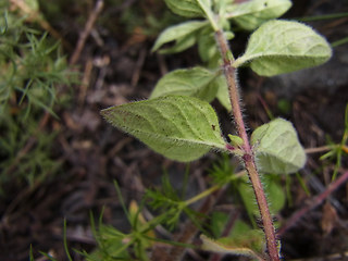 Origanum vulgare