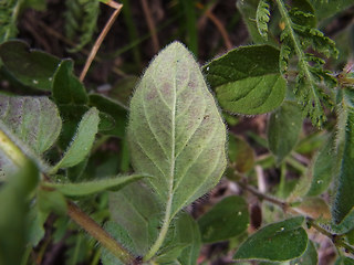 Origanum vulgare