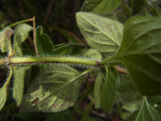 Origanum vulgare