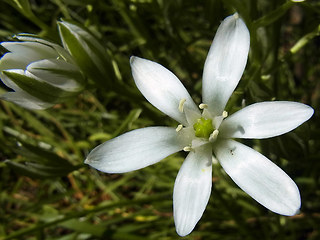 Ornithogalum umbellatum