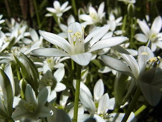 Ornithogalum umbellatum