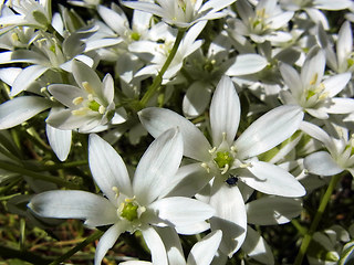 Ornithogalum umbellatum